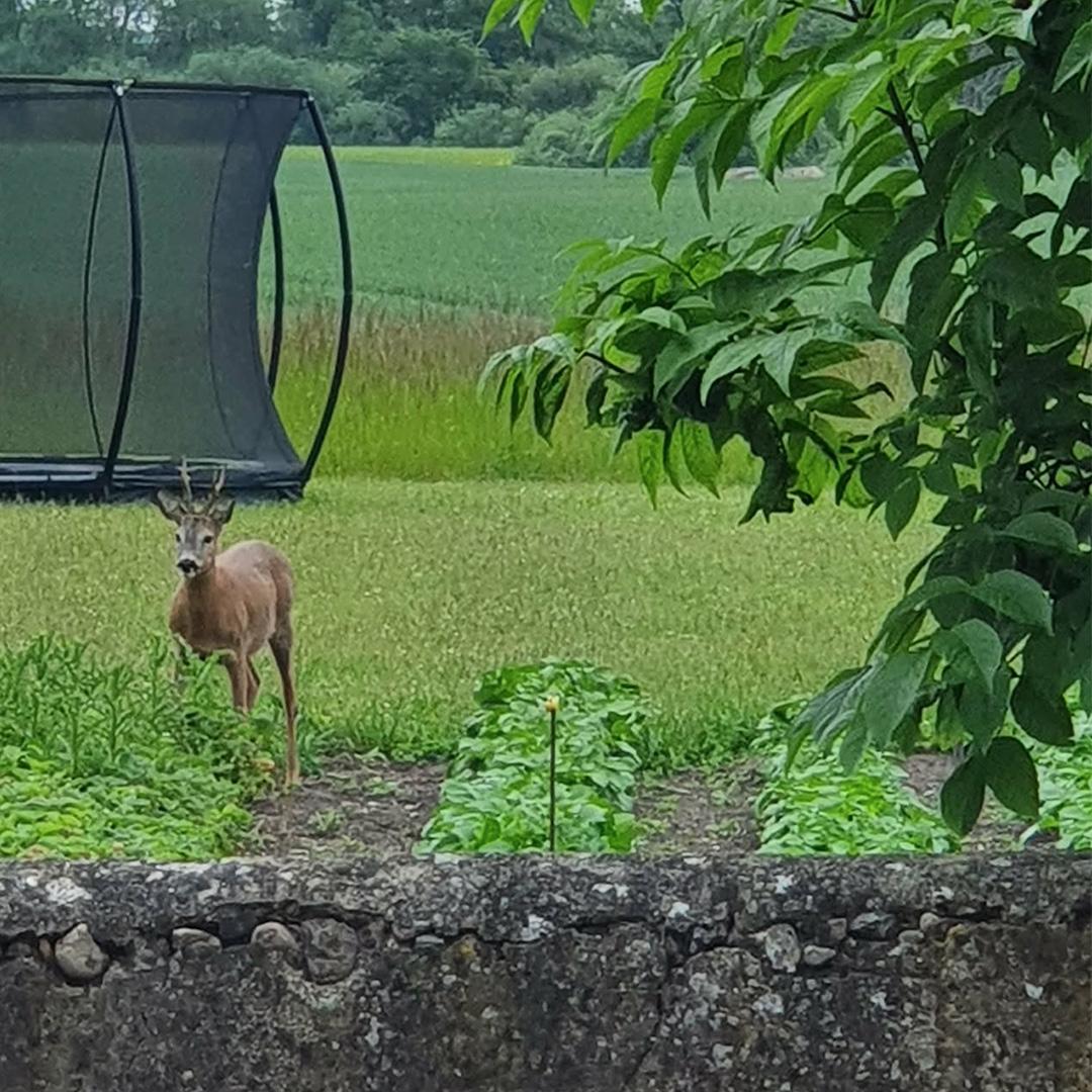 Billedet forestiller marker og skov og en rådyr foran en trampolin hos Marie Marolle privat pasningsordning